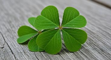 Four leaf clover on wooden surface photo