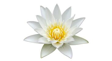 A white water lily with yellow center photo