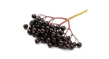 Black elderberry is a fruit that is used in many different ways photo