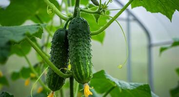 Cucumbers growing in a greenhouse photo