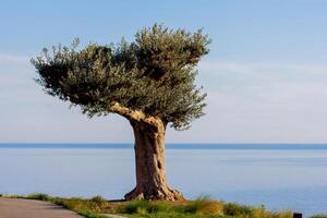 Olive tree growing in a Wine park in Crimea over blue sea background photo