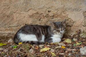 Homeless cat sleeping close to building wall on soil photo