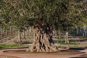 Olive thick tree growing in a Wine park in Crimea among other trees and vineyard photo