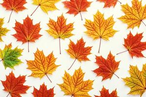 Orange red maple leaves pattern on white photo