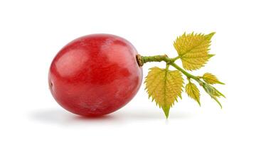A red grape with leaves on it photo