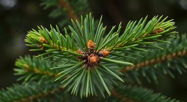 A close up of a pine tree with needles photo