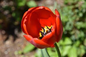 Brilliant Red Tulip Blossom with Yellow in the Center photo