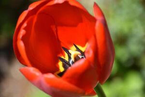 Close Up Look into the Middle of a Red Tulip photo