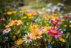 Colorful flowers in a field with rocks and grass photo