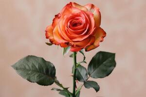 Single, vibrant orange rose, elegant display. photo