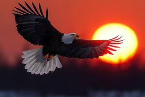 Majestic bald eagle soaring during vibrant sunset. photo
