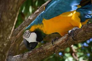 Macaw Bird Using His Beak on a Branch photo