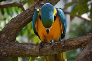 Blue and Gold Macaw with his Head Bowed photo