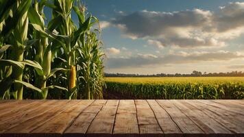 A wooden table in front of a corn field photo