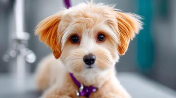 A small dog with a purple collar sitting on a table photo