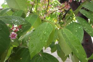 Raindrops on leaves and flowers in nature photo