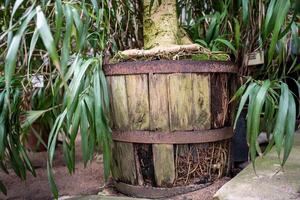 Ficus roots have broken wooden pot due to crowding, because of big root and need to repot photo