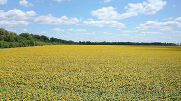 Natural agriculture in summer day. Yellow field of blooming sunflowers in bright sunny day. Panoramic view on field with flowering sunflowers in nature. video
