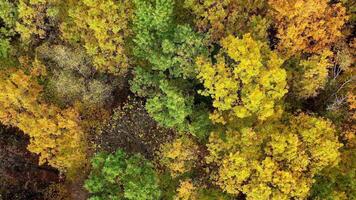 Amazing view of colorful tree tops of woods. Autumn nature background from above. Beautiful scenery of fall forest. Circling shot. video