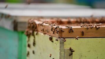 Bees on a wooden hive. Bees flying and crawling on a beehive on blurred background. Bees making natural honey in summer. Close-up. video