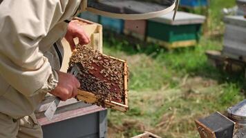 Apiarist holding frame with bees on blur hives background. Bees crawling on honey frame. Beekeeper examines bees on apiary. video