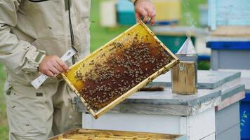 apicultor examina abejas en colmenar. panal con abejas en de apicultor manos. Chimenea con fumar en un colmena. apicultura proceso. video