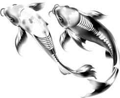 Flowing koi fish painting captures calm motion in white space. . png