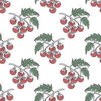 Seamless pattern with cherry tomatoes on branches. Hand drawn outline of ripe juicy tomatoes on white background. vector