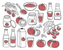 Various tomatoes and tomato products set. Tomato juice, fresh tomatoes, ketchup, tomato paste and ingredients. Hand drawn illustration. vector