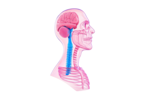 A detailed anatomical model of a human head showcasing the brain, spinal cord, and skeletal structure. png