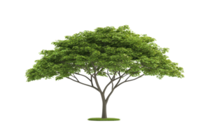 A lush green tree with a full canopy, featuring a sturdy trunk and numerous branches. png
