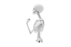 A 3D skeletal model positioned in a side view, showcasing detailed bone structure and posture. png
