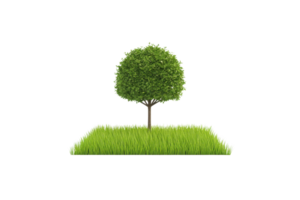 A lush green tree with a round canopy stands on a patch of grass, representing nature and vitality. png