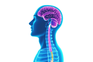 A side view illustration of a human head showcasing the brain and spinal cord in vibrant colors. png