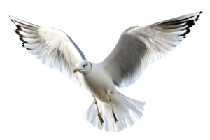 A white seagull in flight, showcasing its expansive wings and sharp features, embodying grace and freedom. png
