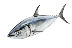 A sleek, streamlined tuna fish showcasing its distinctive coloration and features, emphasizing its agility and marine beauty. png