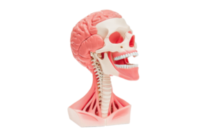 A detailed anatomical model showcasing a human skull, brain, and neck muscles, highlighting various structures for educational purposes. png