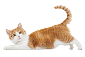 A playful orange and white cat stretching on its belly with an alert expression, showcasing its sleek body and distinctive fur pattern. png