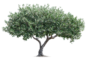 A lush, leafy tree with a broad canopy and sturdy trunk, showcasing vibrant green foliage. png