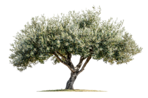 A mature olive tree with a wide canopy and thick trunk, showcasing lush green leaves and a distinct gnarled appearance. png