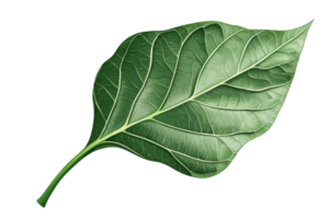 A single green leaf displaying intricate veins and a smooth surface. png