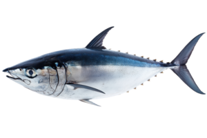 A sleek, streamlined tuna fish showcasing its metallic blue and silver coloration with a distinctively pointed snout and forked tail. png