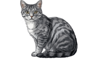 A gray tabby cat sits gracefully, displaying its striking coat patterns and attentive gaze. png