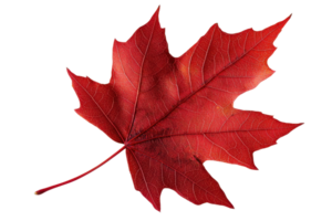 A vibrant red maple leaf showcasing intricate vein patterns and a crisp texture. png