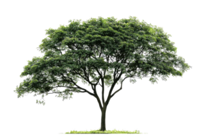 A lush, green tree with a broad canopy and a sturdy trunk, showcasing vibrant leaves and natural beauty. png