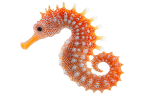 A vibrant orange seahorse with intricate patterns and a curled tail, showcasing its unique shape and features. png