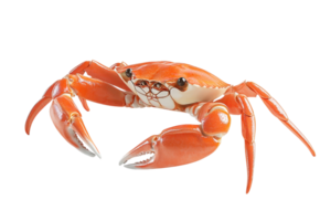 A vibrant orange crab with large pincers and a distinct shell, showcasing its detailed features and formidable claws. png