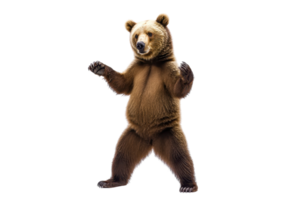 A standing bear with a robust physique and a playful stance, showcasing its thick fur and expressive features. png