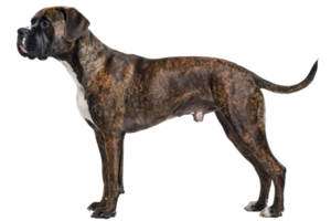 A muscular dog with a brindle coat stands alert, showcasing its strong physique and attentive expression. png