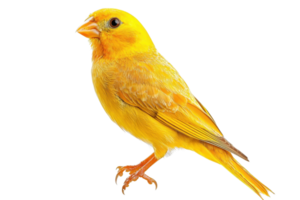 A vibrant yellow canary with a sleek body and delicate features, showcasing its bright plumage and lively stance. png